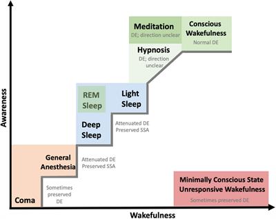 Automatic Sensory Predictions: A Review of Predictive Mechanisms in the Brain and Their Link to Conscious Processing